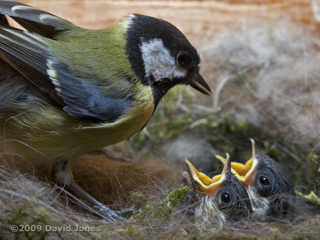 Great Tit female checks on her chicks