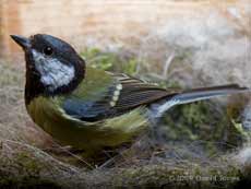 Great Tit female rests at side of nest