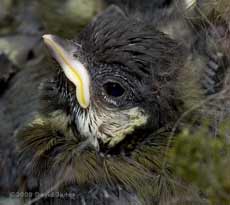 A Great Tit chick's head in close-up