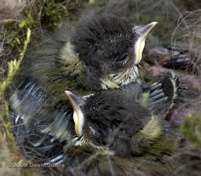 Great Tit chick's heads in close-up