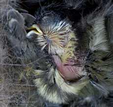 A Great Tit chick preening
