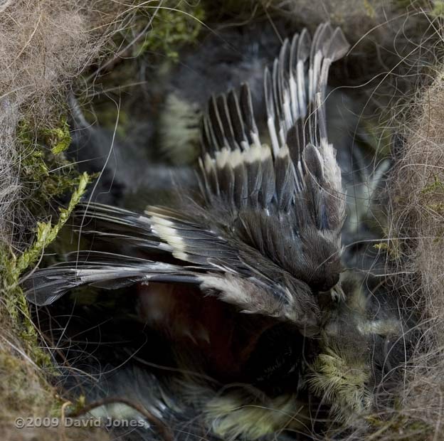 A Great Tit chick stretches its wings