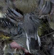 A Great Tit chick's tail in close-up