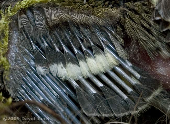 A Great Tit chick's wing in close-up - 2
