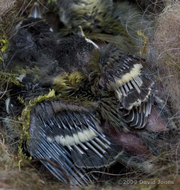 A Great Tit chick's wings