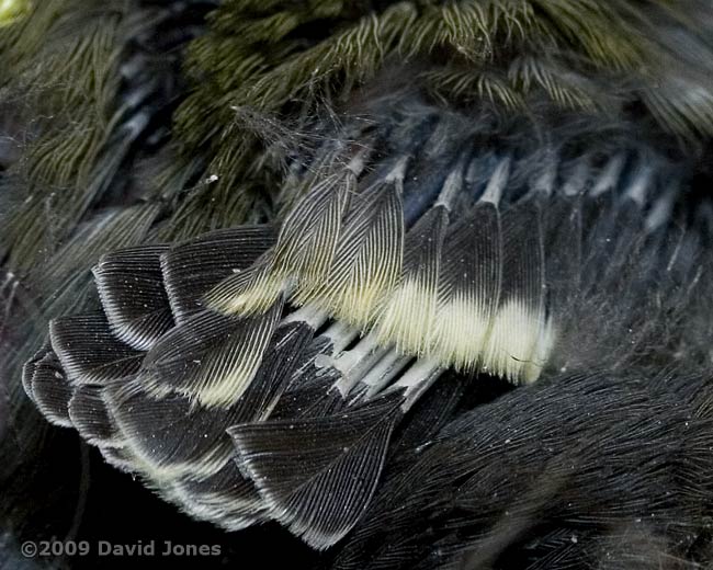 A Great Tit chick's wing in close-up - 1