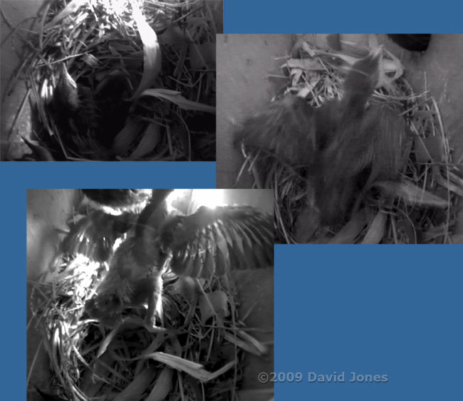 Starling chick leaves nest cup to greet parent