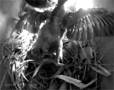 Starling chick with wings outstretched