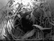 Starling chick showing downy head tufts