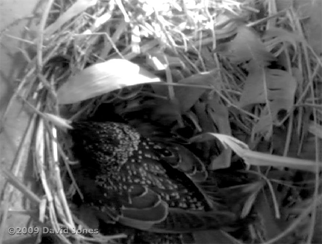 Starling mother sitting on the chick