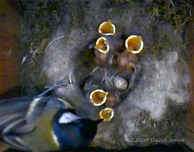 The Great Tit 2nd brood - chicks being fed, 7 June