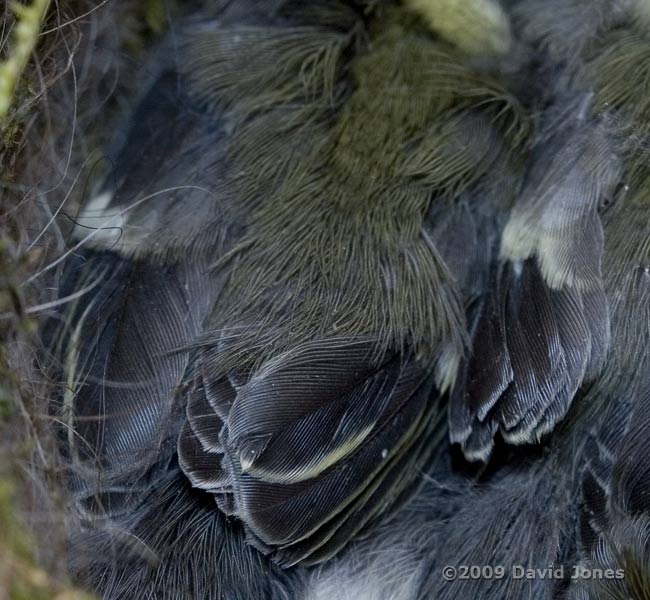 Close up of Great Tit chicks' plumage this afternoon