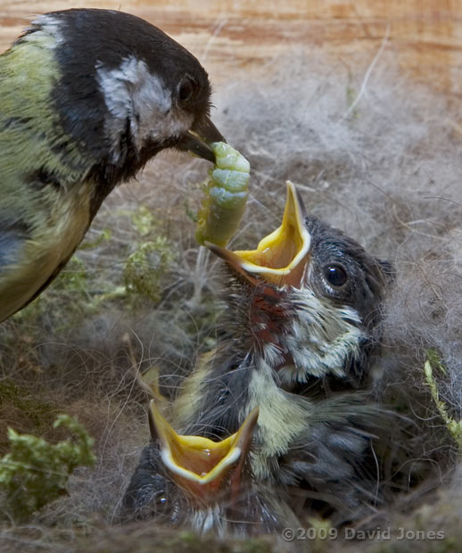 Great Tit chick is offered a caterpillar