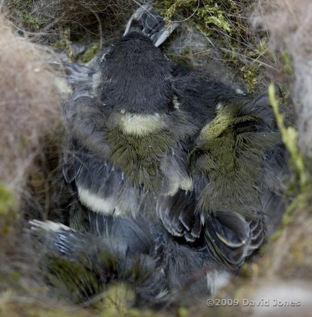 Great Tit chicks this afternoon