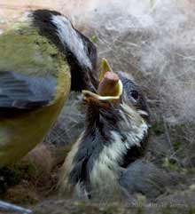 reat Tit chick is offered a food pellet
