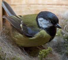 Great Tit female takes a rest