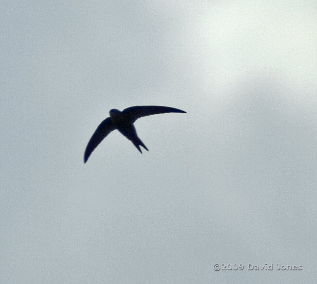 A Common Swift flies over us