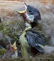 A Great Tit chick begs for food
