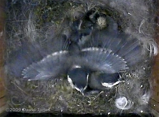 A great Tit chick flapping its wings at high speed - 1