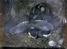 A great Tit chick flapping its wings at high speed