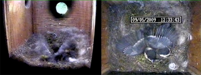 A great Tit chick flapping its wings at high speed - 2