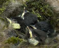 The four Great Tit chicks today