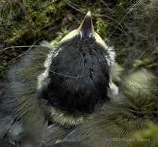 A great Tit chick -details of head plumage