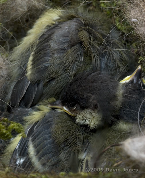 A great Tit chicks amongst assorted plumage