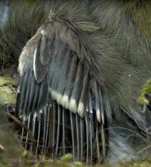 A great Tit chick -details of wing feathers