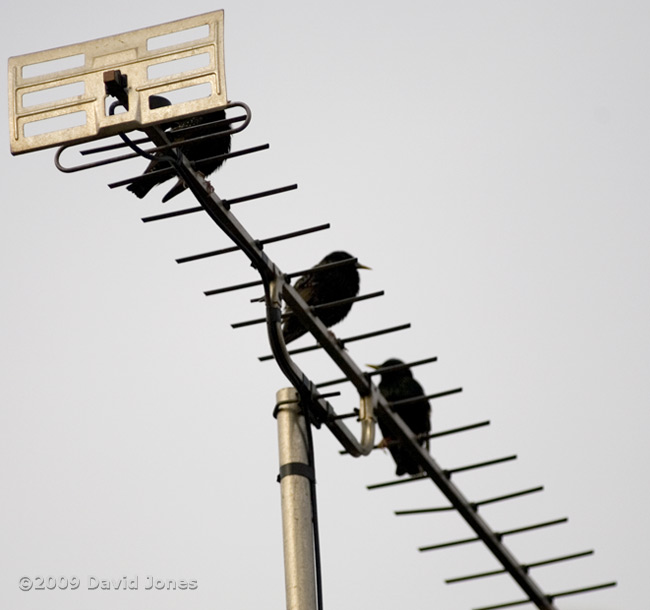 Starlings on a TV antenna