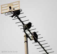 Starlings on a TV antenna