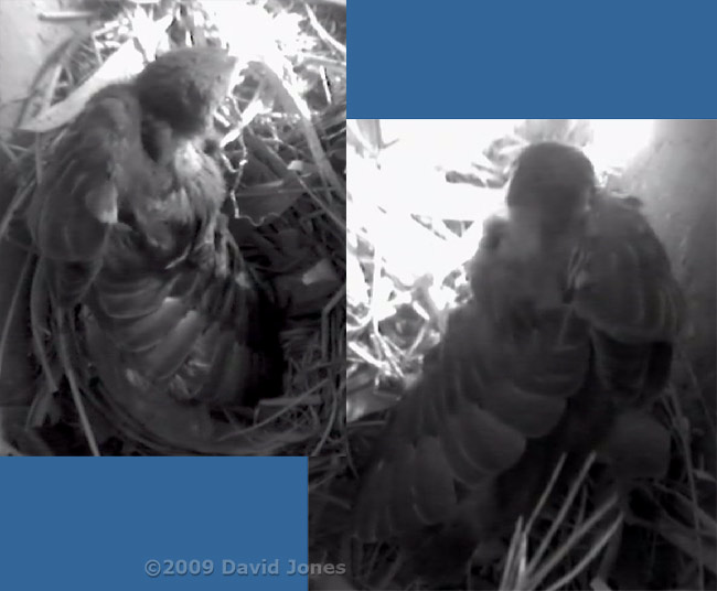 The Starling chick stretches its wings