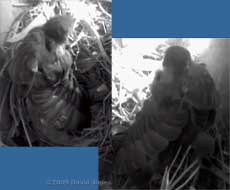 The Starling chick stretches its wings