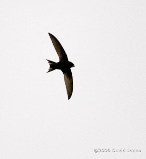 A Swift over us this evening