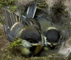 Great Tit chicks this evening
