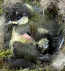 Great Tit chicks - a jumble of plumage