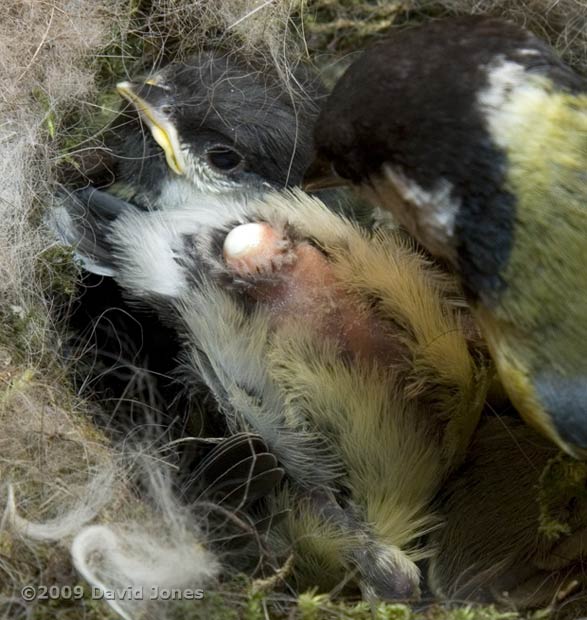 Great Tit parent waits for a faecal sac to emerge