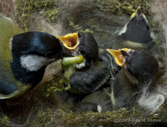 Great Tit chicks beg for food