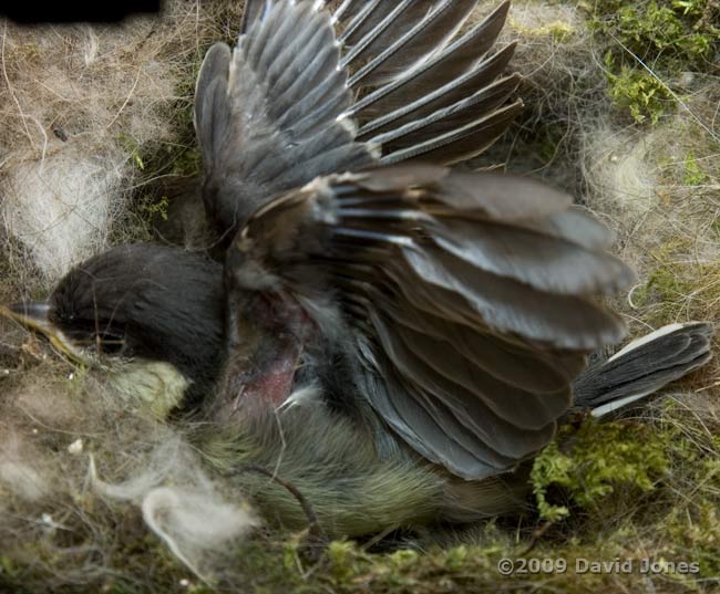 Great Tit chicks - high speed wing flapping - 2