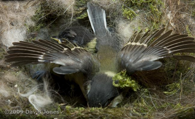 Great Tit chicks - high speed wing flapping - 1