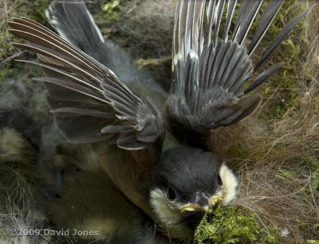 Great Tit chicks - high speed wing flapping (front view)