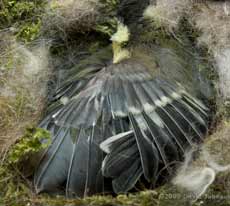 Great Tit chicks - wing stretching