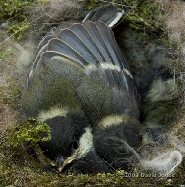 Great Tit chicks - wing stretching - 3