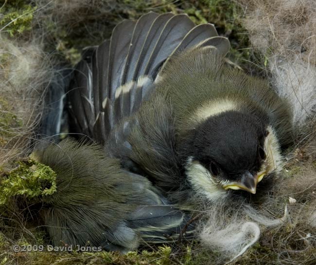 Great Tit chicks - wing stretching - 2