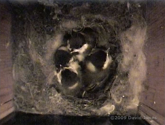 Great Tit chicks tonight, without the mother present