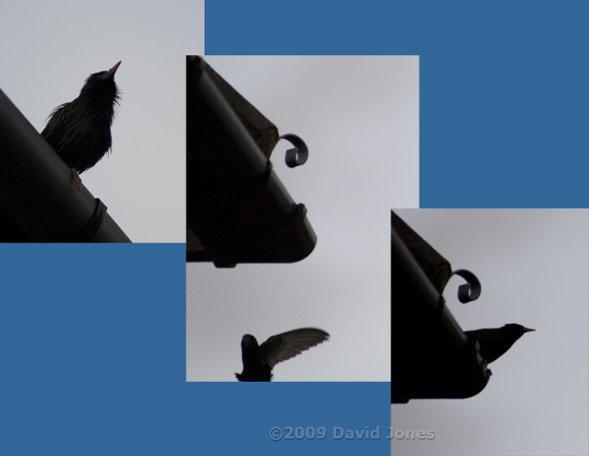 Starling and Swift tonight