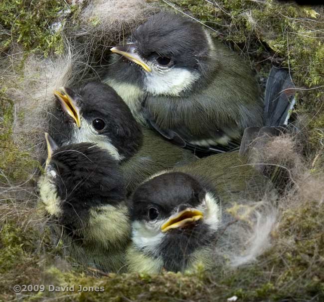 Great Tit chicks today - 1