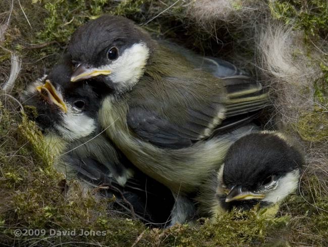 Great Tit chicks today - 2
