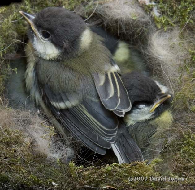 Great Tit chicks today