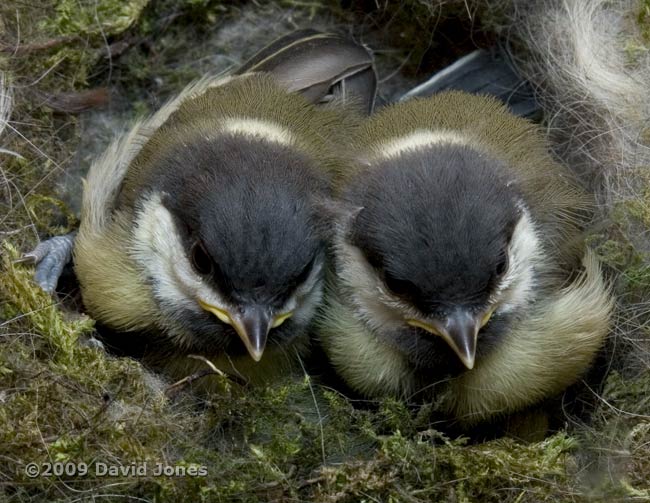 Great Tit chicks side by side today